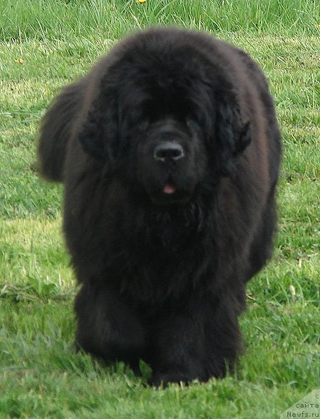 Фото: ньюфаундленд Fairweathers Prophecy