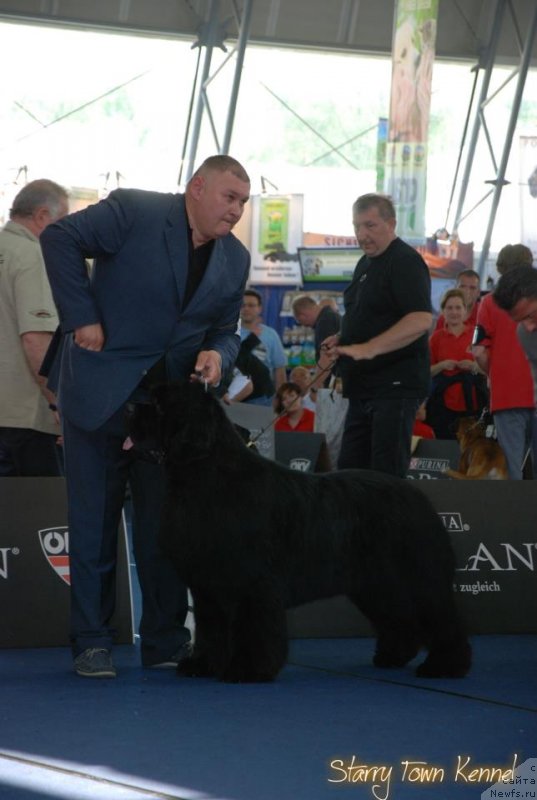 Фото: ньюфаундленд P.M.T. Starry Town for Shadows Eternity