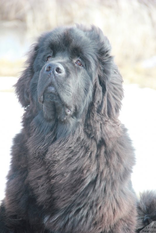 Фото: ньюфаундленд Ньюфорт Харт Брейкер