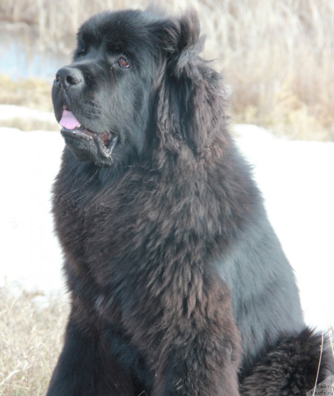 Фото: ньюфаундленд Ньюфорт Харт Брейкер