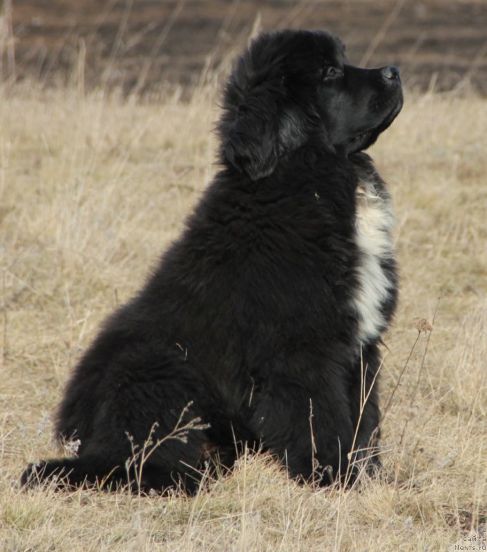 Фото: ньюфаундленд Дак Прайд Вивьен (Dark Pride Vivienne)