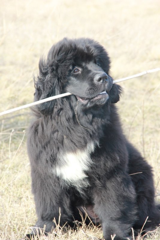 Фото: ньюфаундленд Дак Прайд Вивьен (Dark Pride Vivienne)