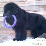 Фото: ньюфаундленд Супер Премиум Ля Мезон