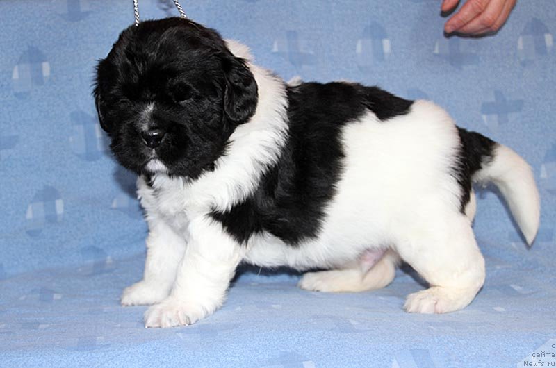 Фото: ньюфаундленд Супер Бизон Конжак