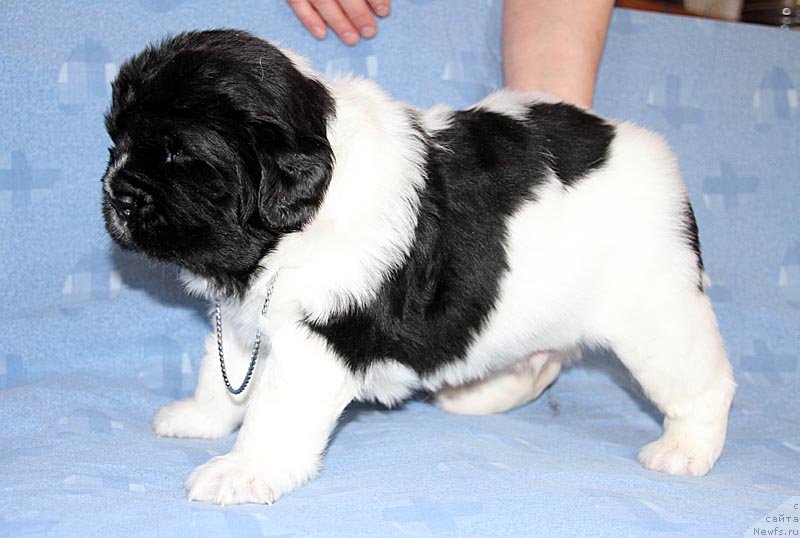 Фото: ньюфаундленд Супер Бизон Конжак