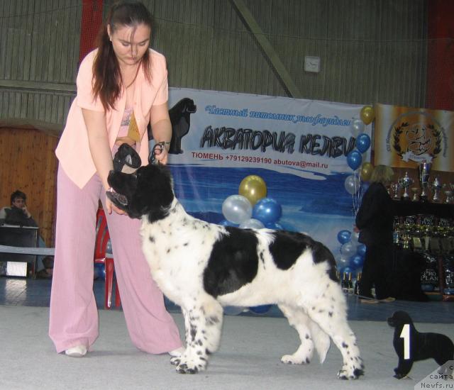 Фото: ньюфаундленд Плюшевая Панда Ла Белла