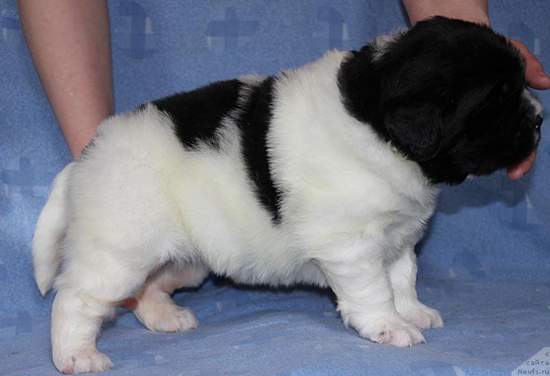 Фото: ньюфаундленд Супер Бизон Куба