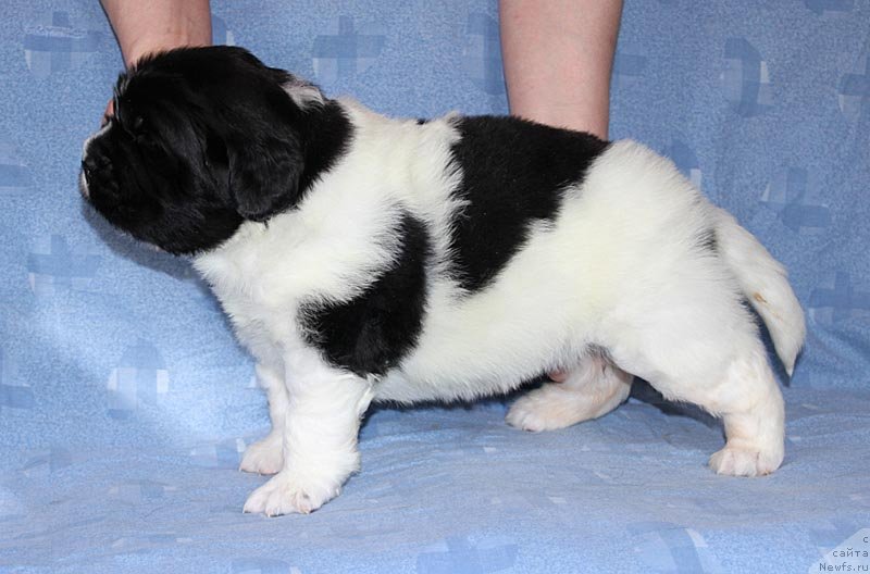 Фото: ньюфаундленд Супер Бизон Куба