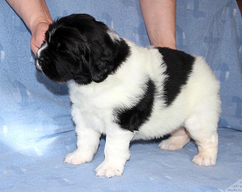 Фото: ньюфаундленд Супер Бизон Куба