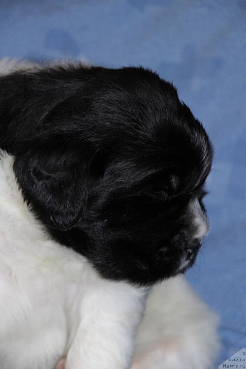 Фото: ньюфаундленд Супер Бизон Куба