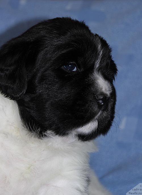 Фото: ньюфаундленд Супер Бизон Куба