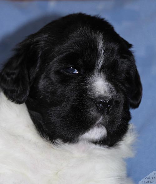 Фото: ньюфаундленд Супер Бизон Куба