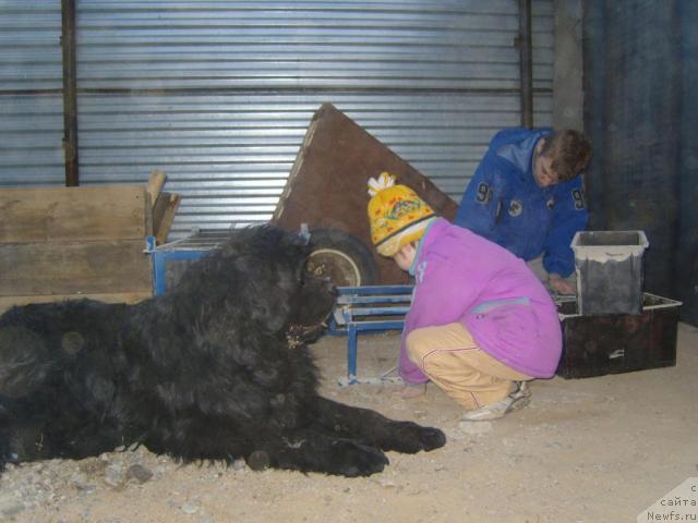 Фото: ньюфаундленд Рябинушка от Сибирского Медведя