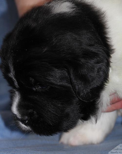 Фото: ньюфаундленд Супер Бизон Куба