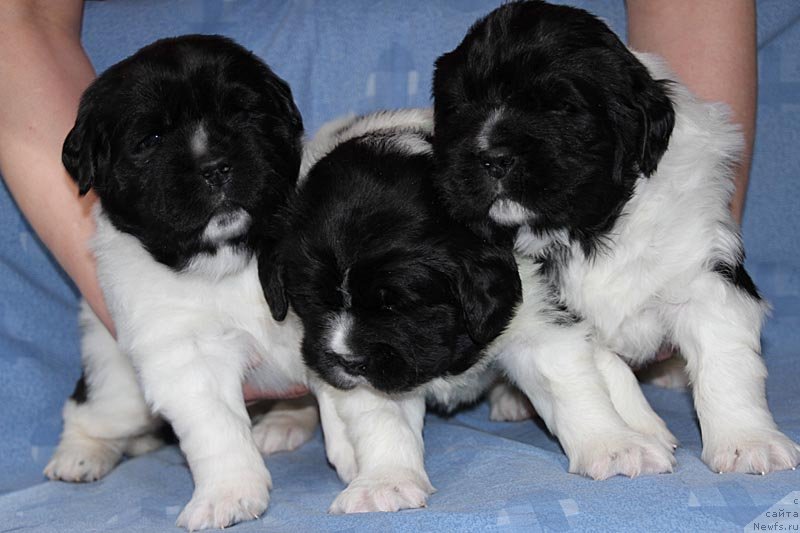 Фото: ньюфаундленд Супер Бизон Космос (Super Bizon Cosmos), ньюфаундленд Супер Бизон Куба, ньюфаундленд Супер Бизон Конжак