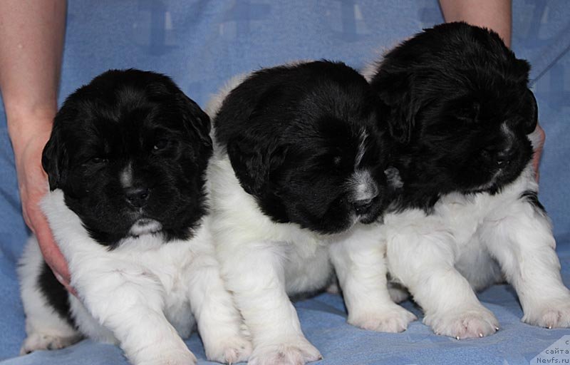 Фото: ньюфаундленд Супер Бизон Космос (Super Bizon Cosmos), ньюфаундленд Супер Бизон Куба, ньюфаундленд Супер Бизон Конжак