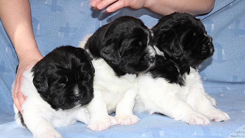 Фото: ньюфаундленд Супер Бизон Космос (Super Bizon Cosmos), ньюфаундленд Супер Бизон Куба, ньюфаундленд Супер Бизон Конжак