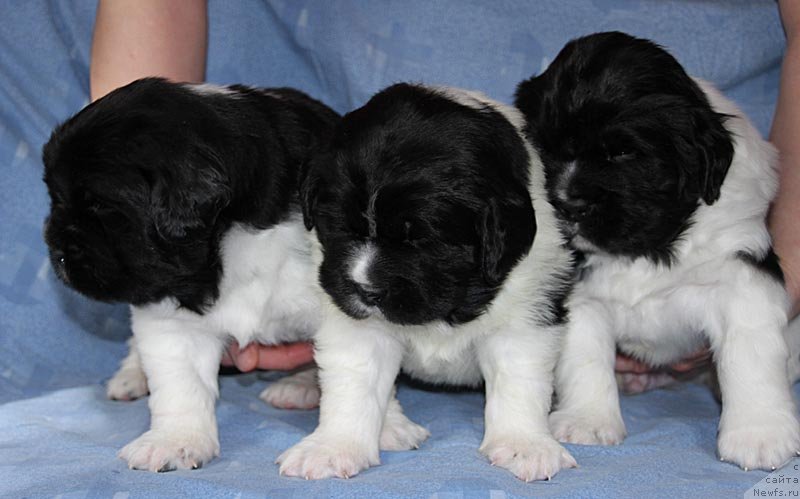 Фото: ньюфаундленд Супер Бизон Космос (Super Bizon Cosmos), ньюфаундленд Супер Бизон Куба, ньюфаундленд Супер Бизон Конжак