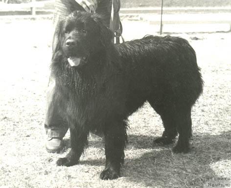 Фото: ньюфаундленд Закир Девольф