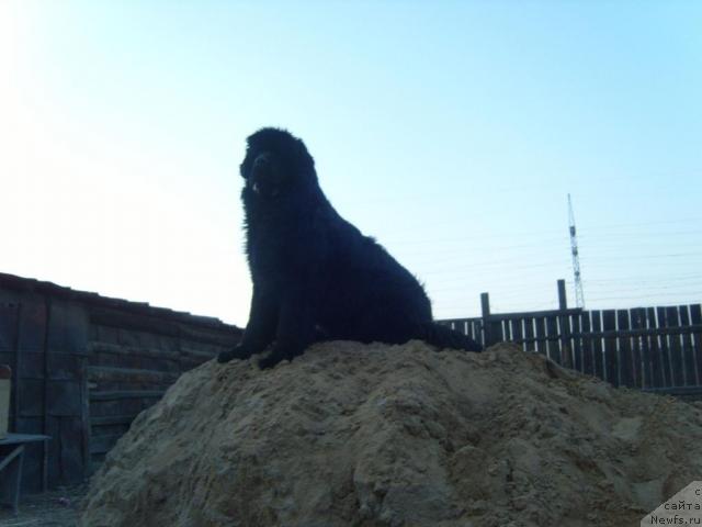 Фото: ньюфаундленд Рябинушка от Сибирского Медведя