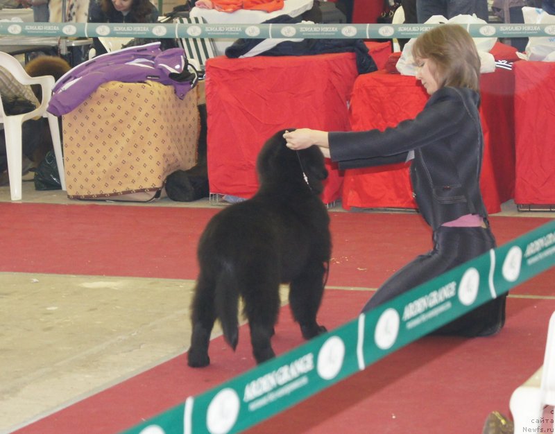 Фото: ньюфаундленд Соул оф Роуз Алистер