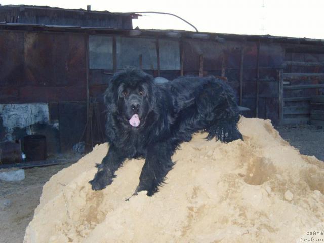 Фото: ньюфаундленд Рябинушка от Сибирского Медведя