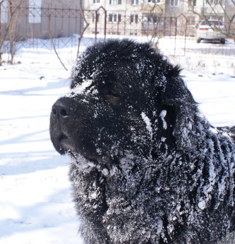Фото: ньюфаундленд Ярослав Мудрый из Медвежьего Яра