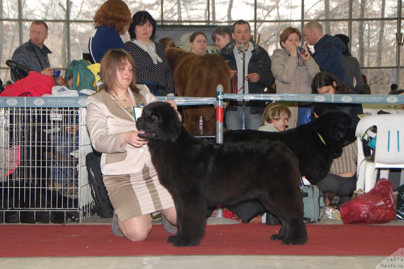 Фото: ньюфаундленд Very Fairweathers Zhade