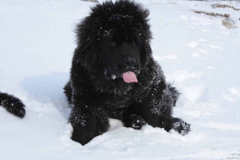 Фото: ньюфаундленд Янтарная Мечта