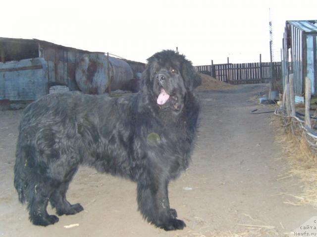 Фото: ньюфаундленд Рябинушка от Сибирского Медведя