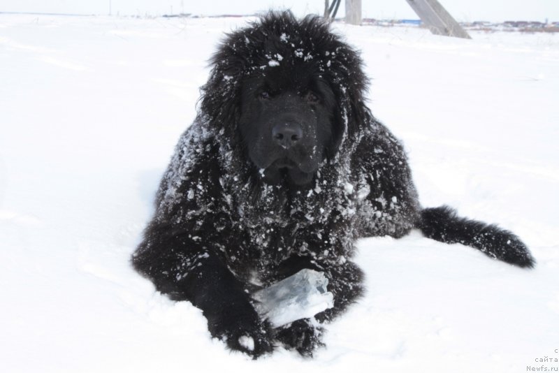 Фото: ньюфаундленд Явная Красота