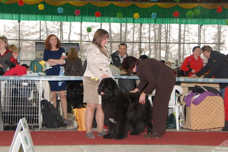 Фото: ньюфаундленд Cristalmar Cadeaux de Noel