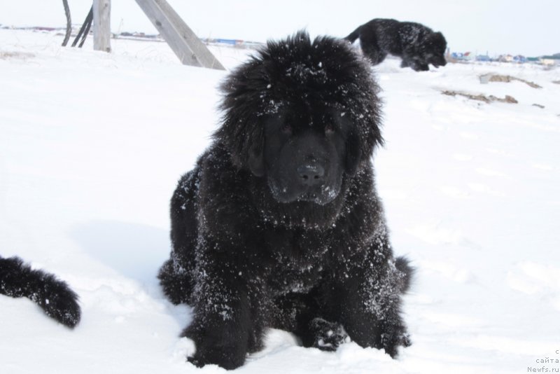 Фото: ньюфаундленд Янтарная Мечта