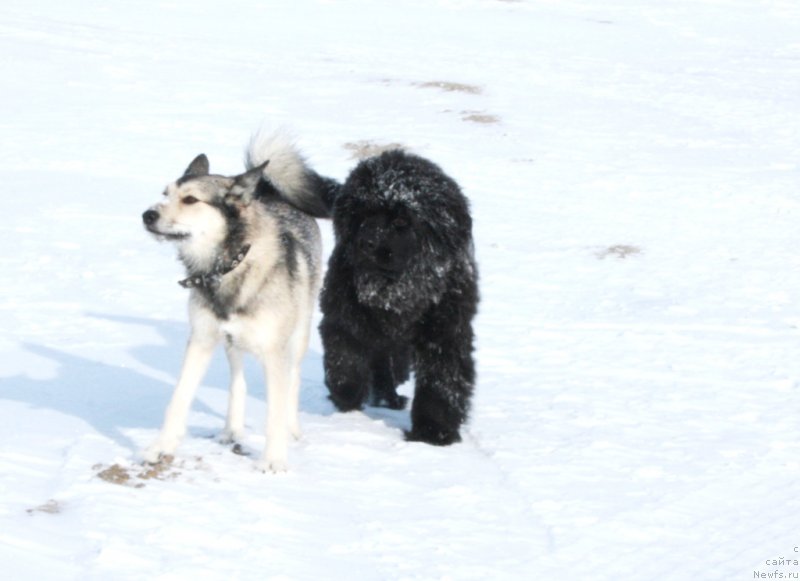 Фото: ньюфаундленд Янтарная Мечта