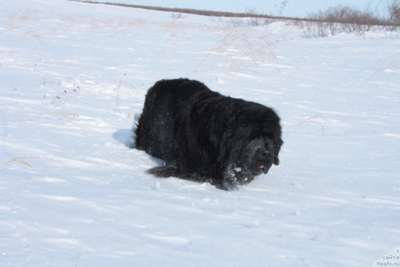 Фото: ньюфаундленд Fortuna of Giant's Island