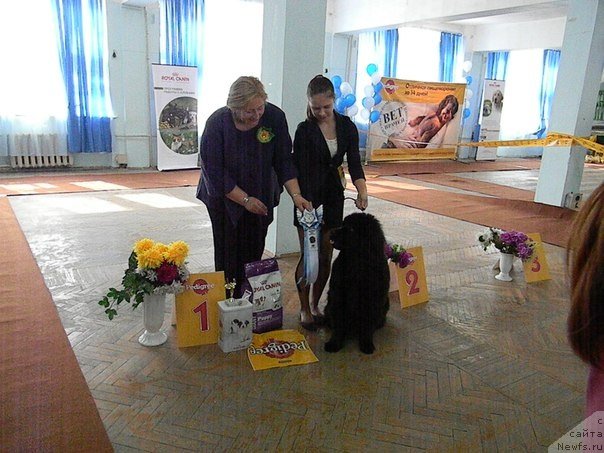 Фото: ньюфаундленд Ньюфорт Черника Леди