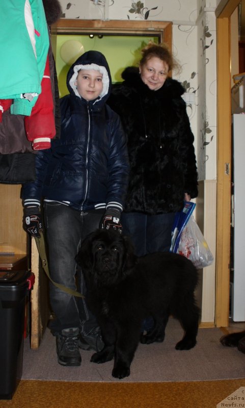 Фото: ньюфаундленд Соул оф Роуз Алистер, Сережа и Лена