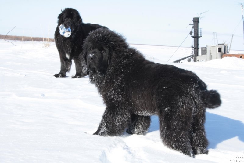 Фото: ньюфаундленд Явная Красота