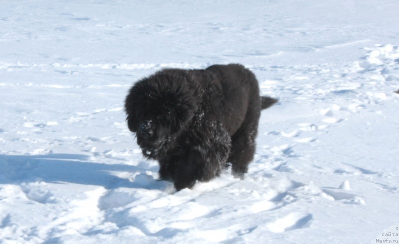 Фото: ньюфаундленд Явная Красота