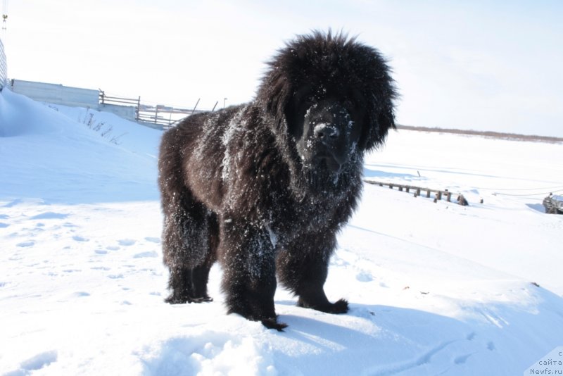 Фото: ньюфаундленд Явная Красота