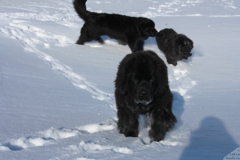 Фото: ньюфаундленд Янтарная Мечта