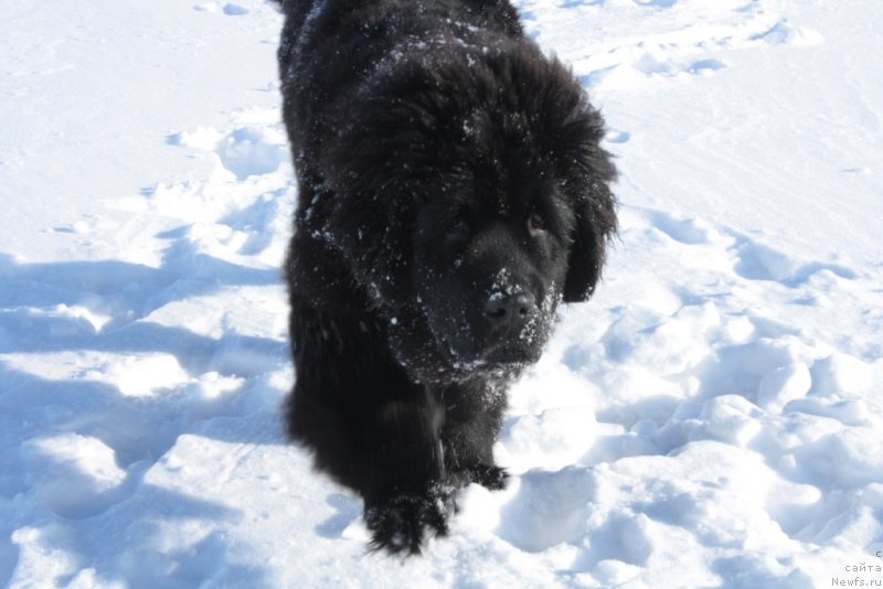 Фото: ньюфаундленд Янтарная Мечта