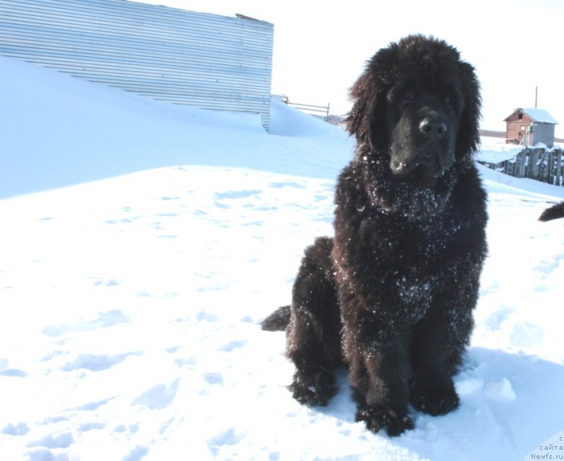 Фото: ньюфаундленд Янтарная Мечта