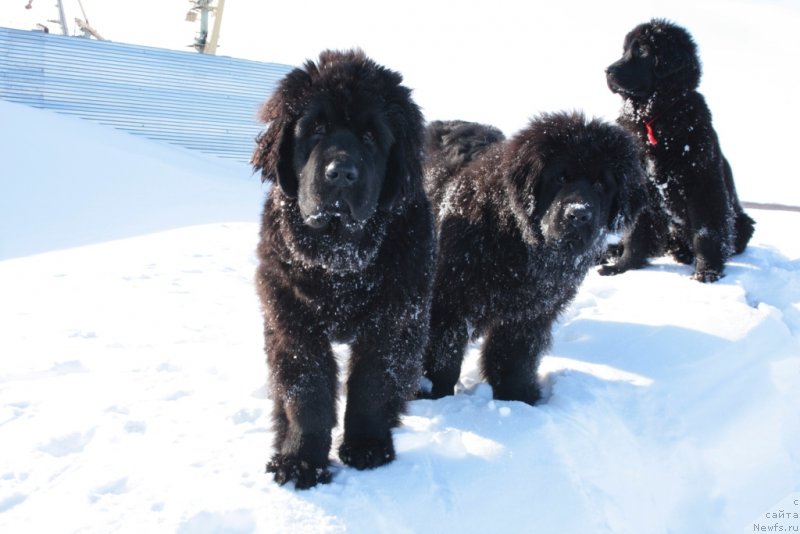 Фото: ньюфаундленд Янтарная Мечта, ньюфаундленд Явная Красота, ньюфаундленд Юкка Фловер