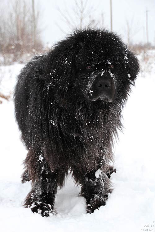 Фото: ньюфаундленд Ньюмаст Рокфеллер