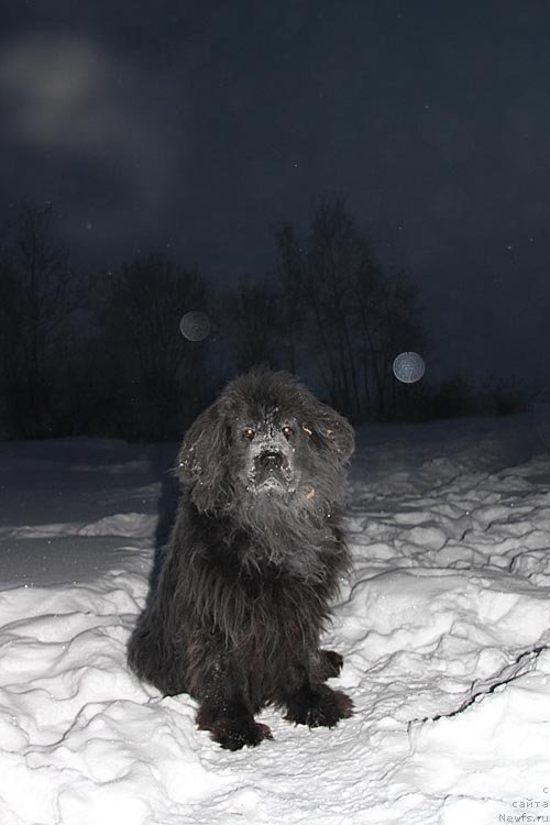 Фото: ньюфаундленд Ньюмаст Рокфеллер