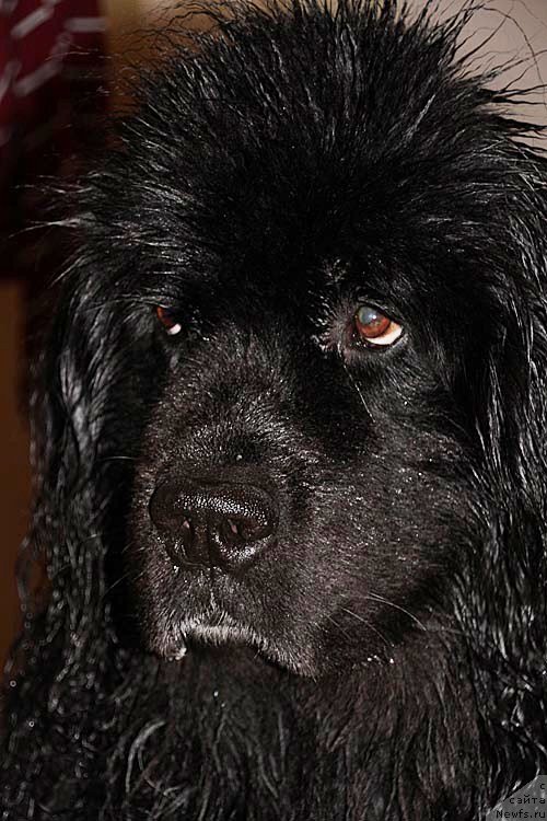 Фото: ньюфаундленд Ньюмаст Рокфеллер