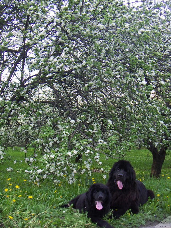 Фото: ньюфаундленд Сент Джонс Хейли Куитми (Sent Djons Haily Kuitmi)