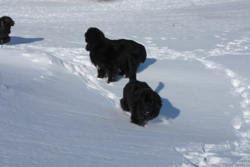 Фото: ньюфаундленд Янтарная Мечта