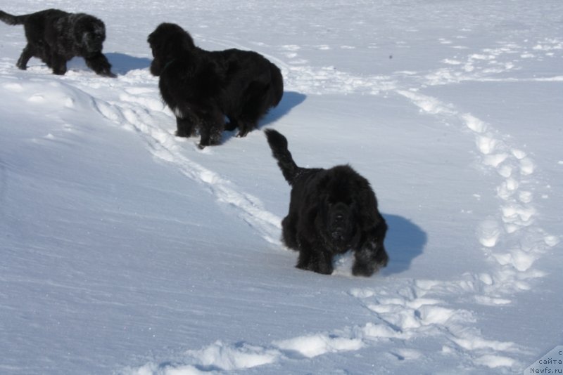 Фото: ньюфаундленд Янтарная Мечта